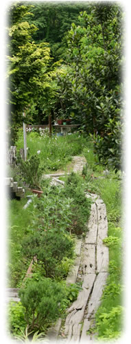 kodera herb garden