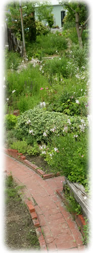 kodera herb garden